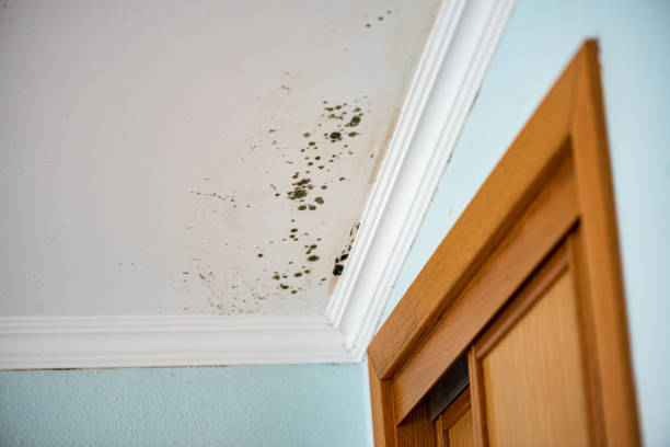 Best Local Mold Removal Service  in Baldwin, PA