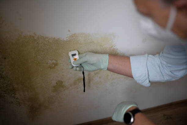 Best Office Mold Removal Services  in Baldwin, PA