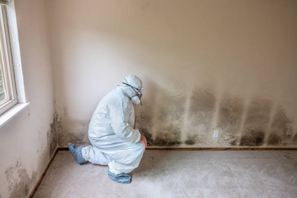 Best Attic Mold Removal  in Baldwin, PA