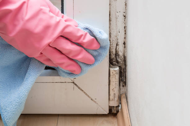 Best Commercial Mold Removal  in Baldwin, PA